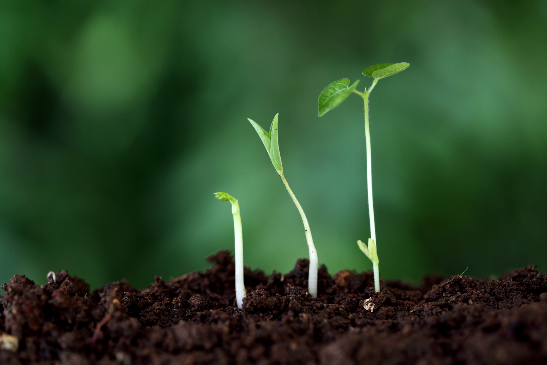 Plant growth-New beginnings